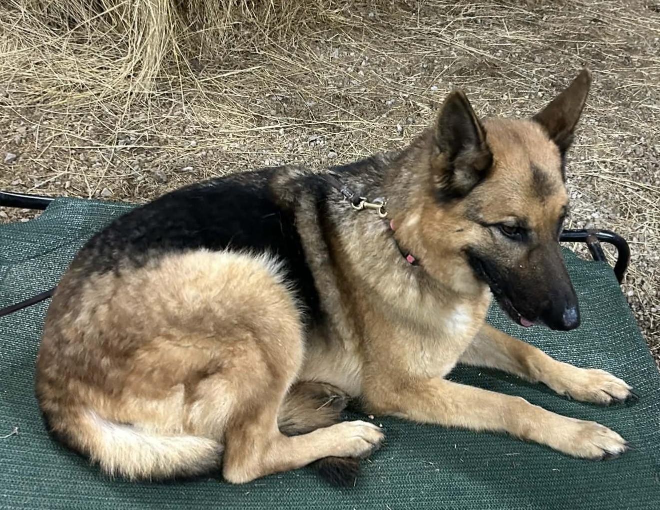 Bella, ADOPTABLE, Adult Female German Shepherd Dog.