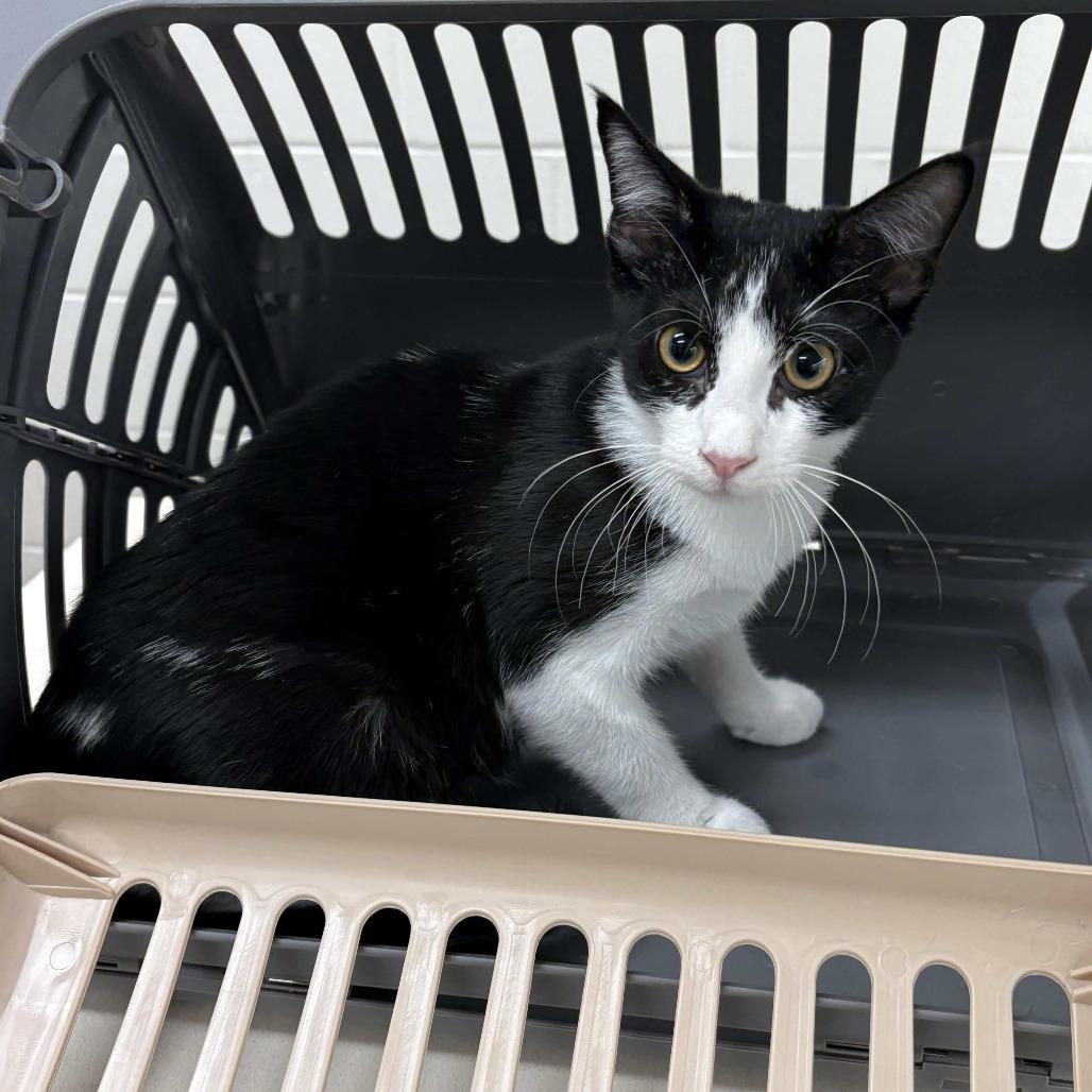 Enlarge Mr. Handsome, a Adoptable Domestic Short Hair in Beaumont, TX image 1/3