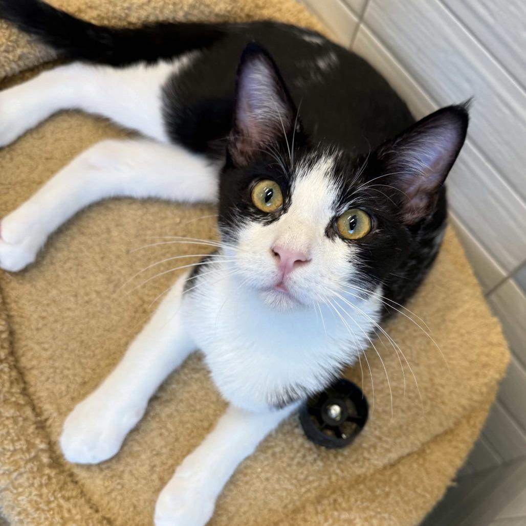 Enlarge Mr. Handsome, a Adoptable Domestic Short Hair in Beaumont, TX image 2/3