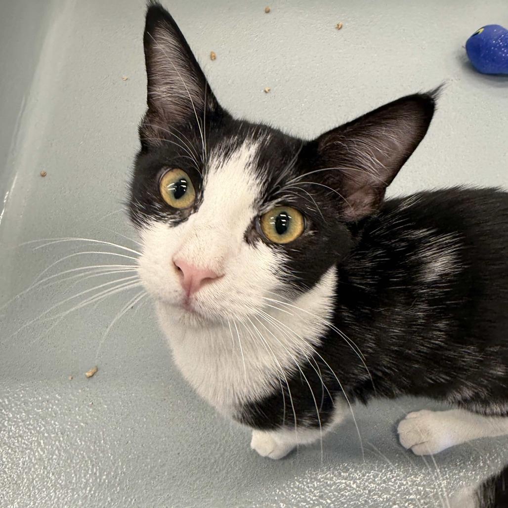Enlarge Mr. Handsome, a Adoptable Domestic Short Hair in Beaumont, TX image 3/3