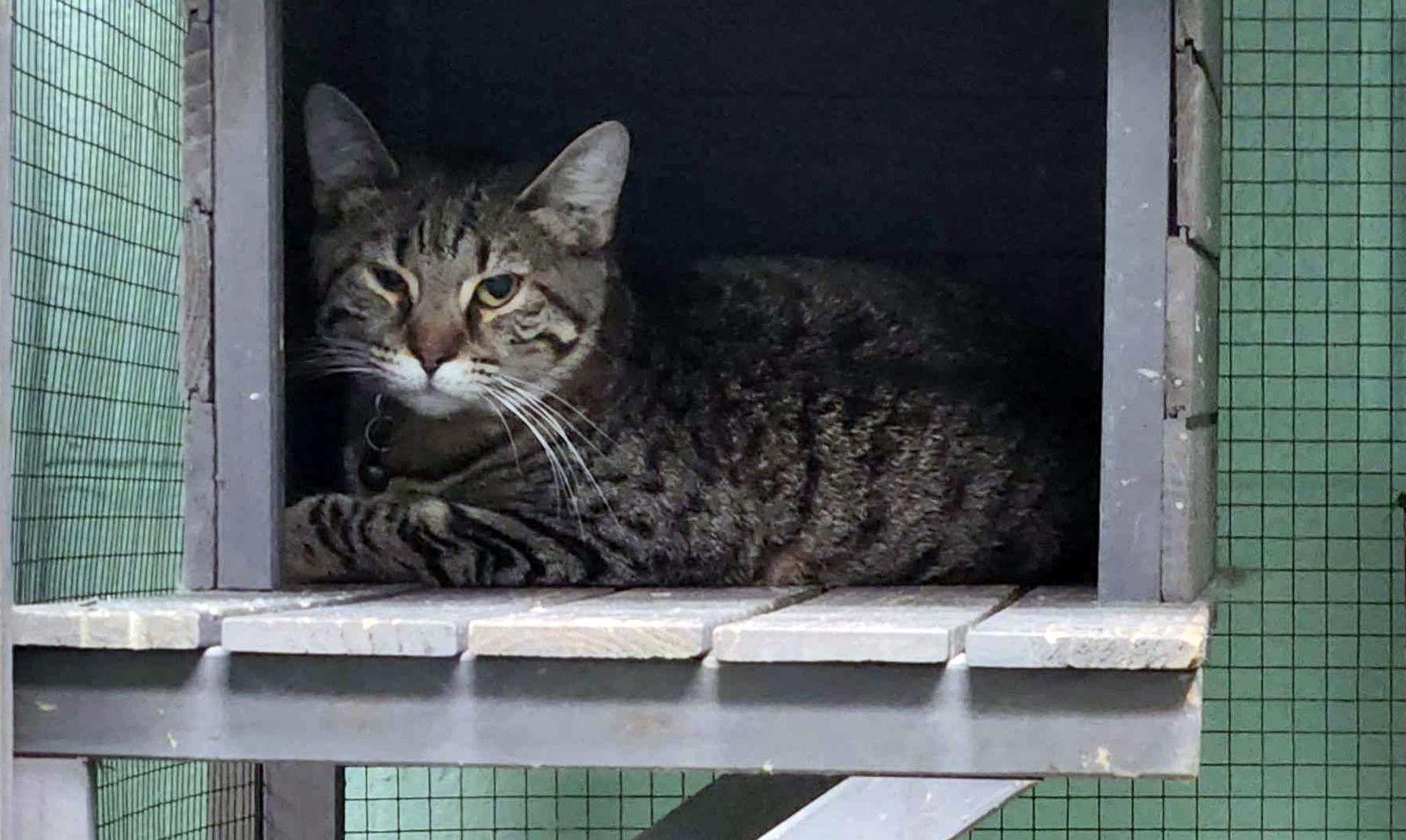 Maserati, Adoptable, Young Male Domestic Short Hair.