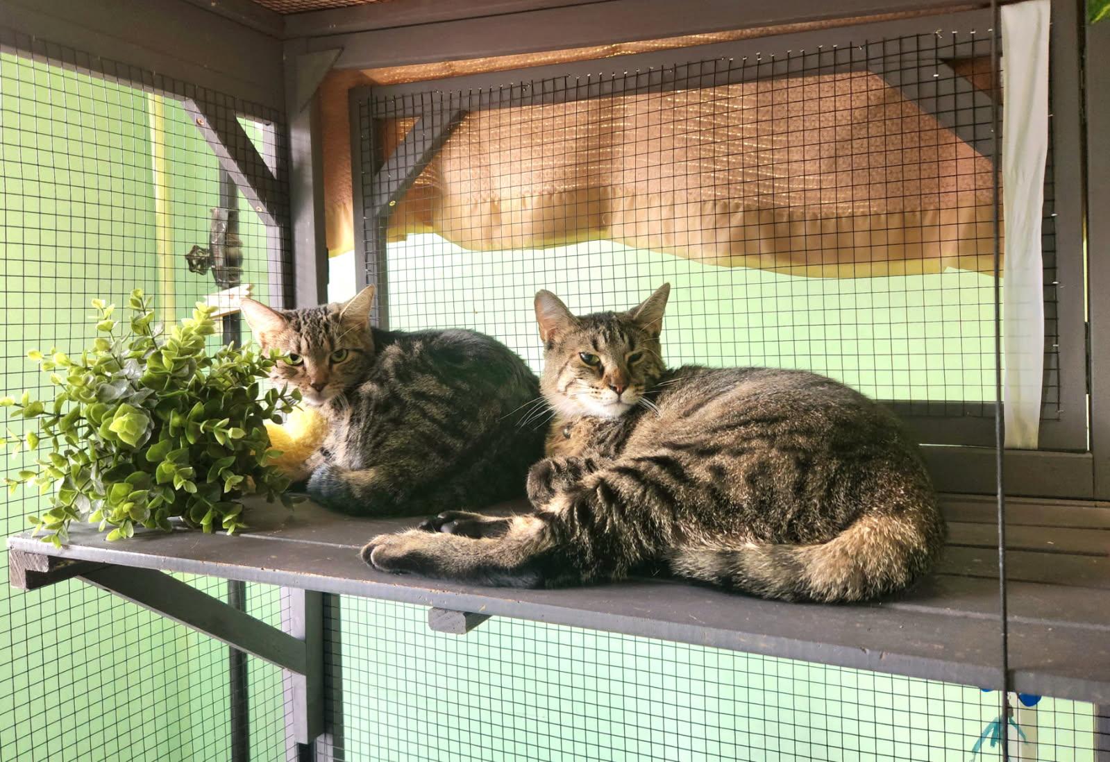 Enlarge Maserati, a Adoptable Domestic Short Hair in Oviedo, FL image 3/3
