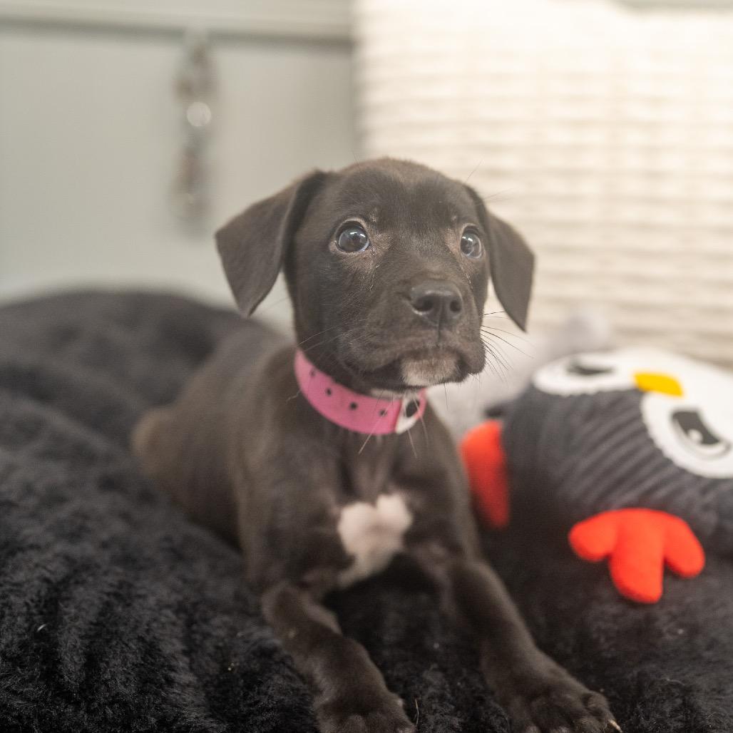 Enlarge Faris, a Adoptable mixed breed in Pawling, NY image 1/6