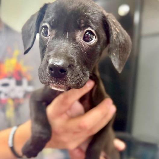 Enlarge Faris, a Adoptable mixed breed in Pawling, NY image 2/6