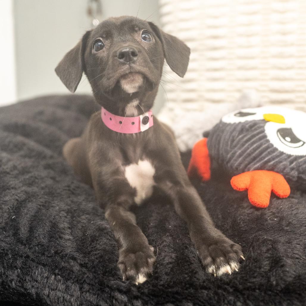 Enlarge Faris, a Adoptable mixed breed in Pawling, NY image 3/6
