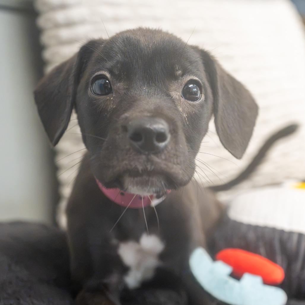 Enlarge Faris, a Adoptable mixed breed in Pawling, NY image 4/6