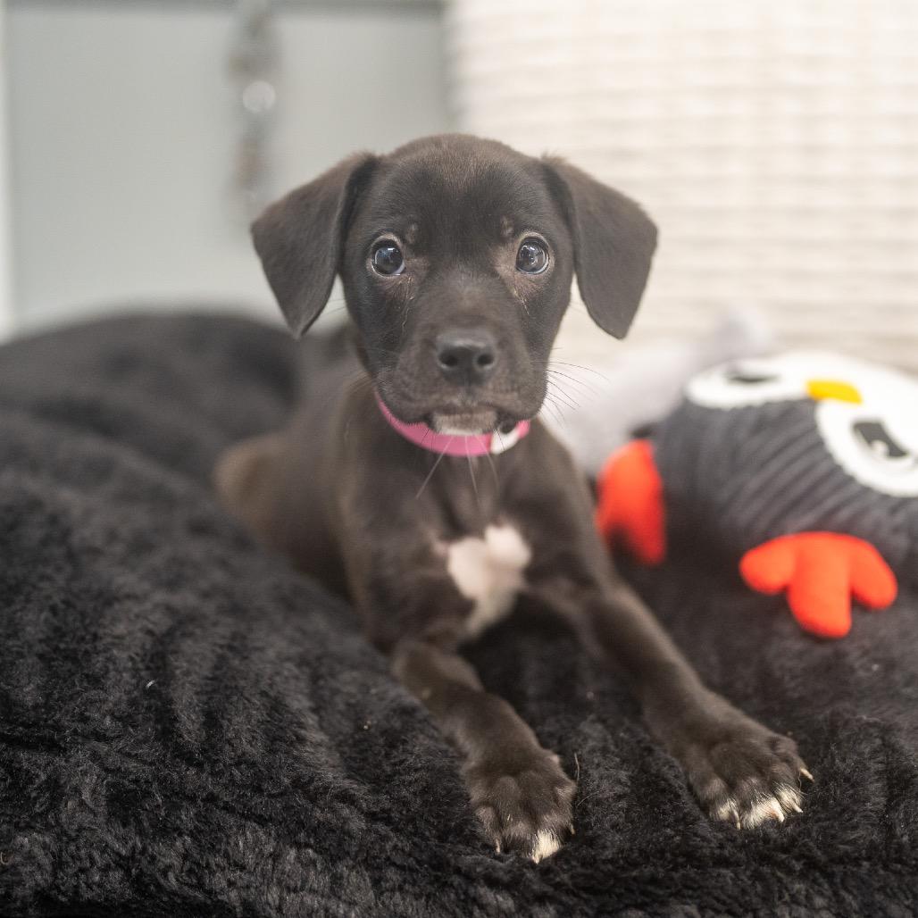 Enlarge Faris, a Adoptable mixed breed in Pawling, NY image 5/6