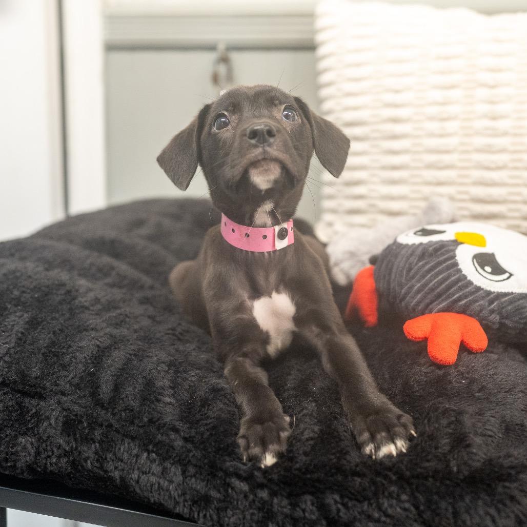 Enlarge Faris, a Adoptable mixed breed in Pawling, NY image 6/6