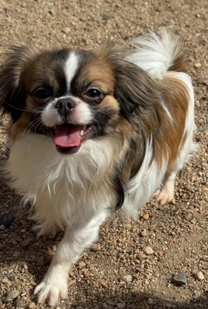 Enlarge Phoenix, a Adopted mixed breed in Hastings, NE image 1/1