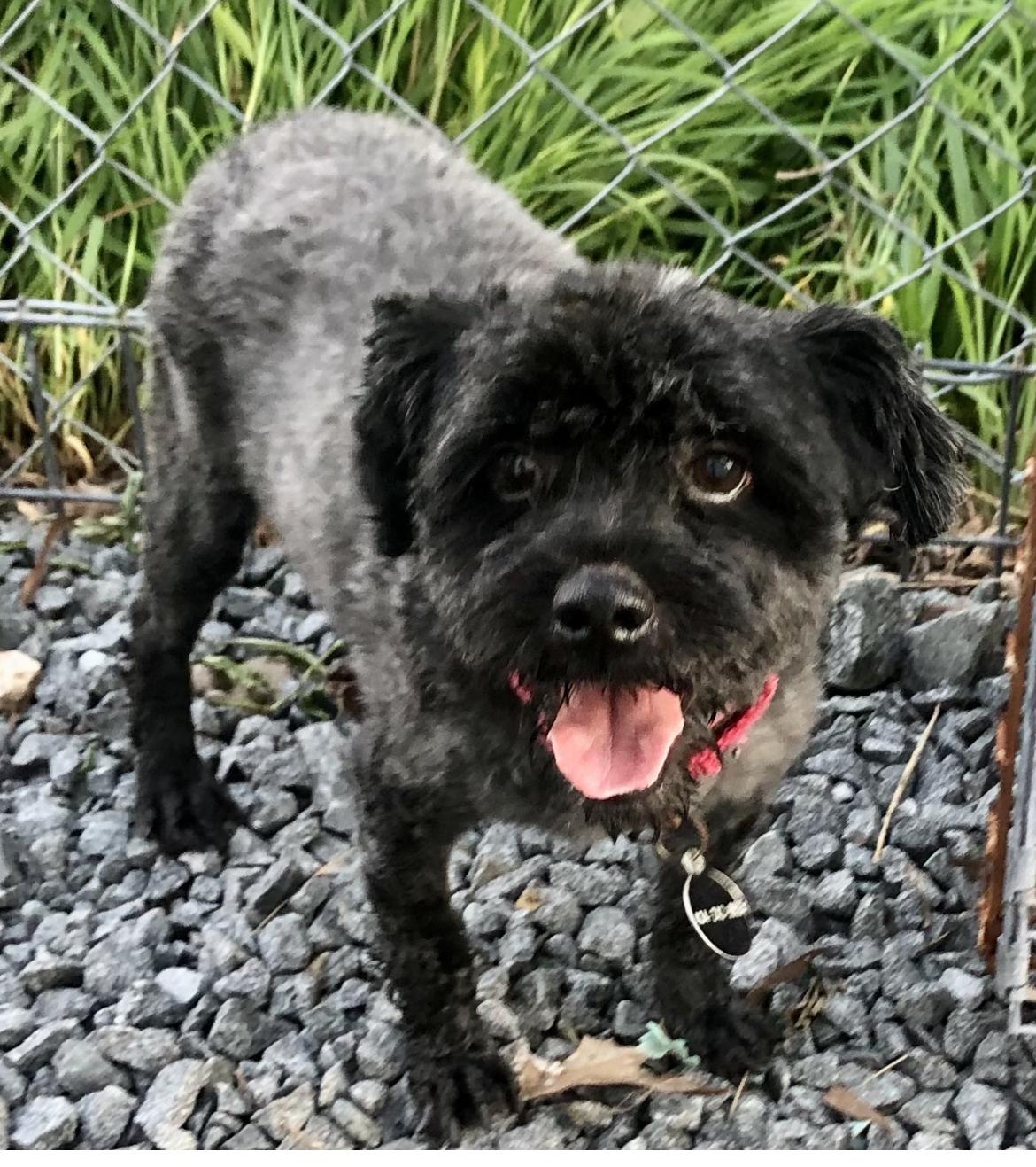 Mikey, Adopted, Adult Male Schnoodle.