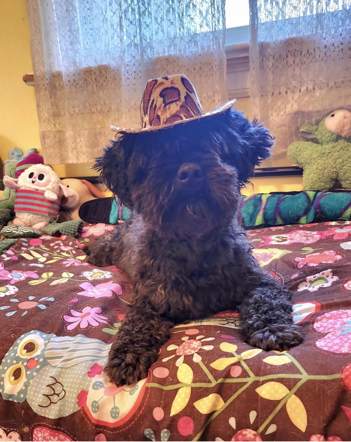 Mikey, a Adopted mixed breed in Gordonsville , VA image 2/4