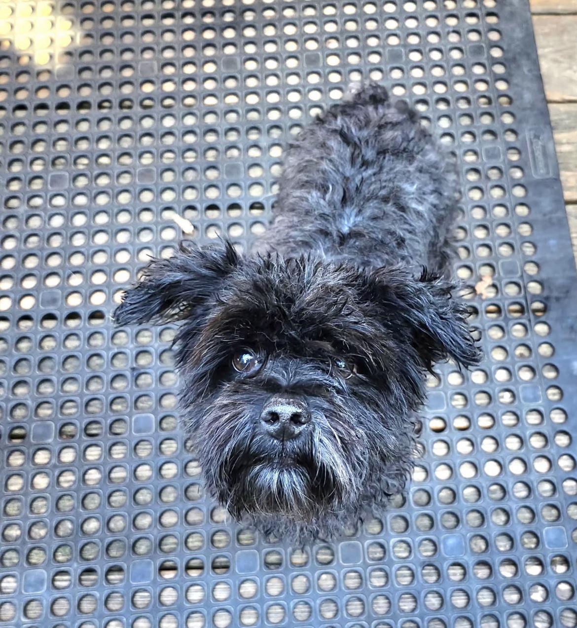 Mikey, a Adopted mixed breed in Gordonsville , VA image 3/4