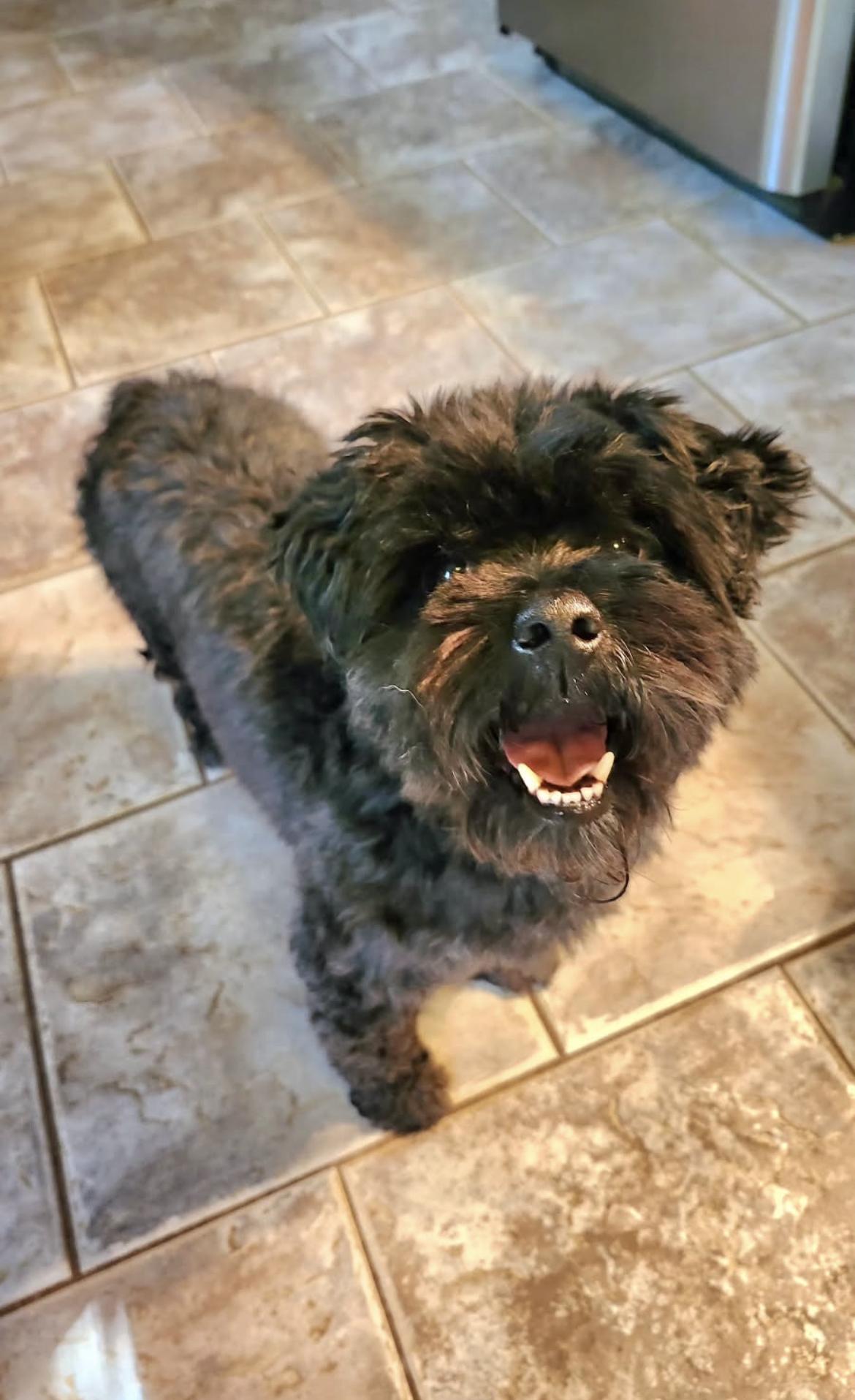 Mikey, a Adopted mixed breed in Gordonsville , VA image 4/4