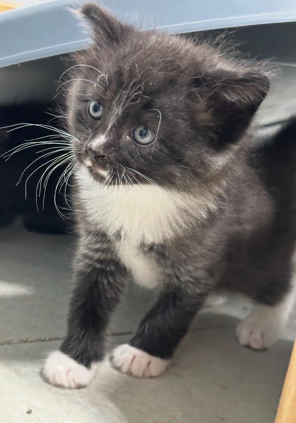 Roxie, adopted, Young Female Tuxedo.