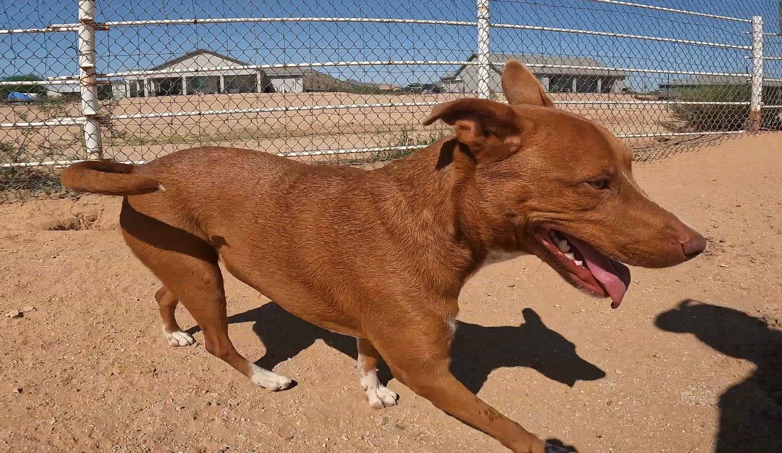 Enlarge Ruby, a Adoptable mixed breed in Queen Creek, AZ image 1/3