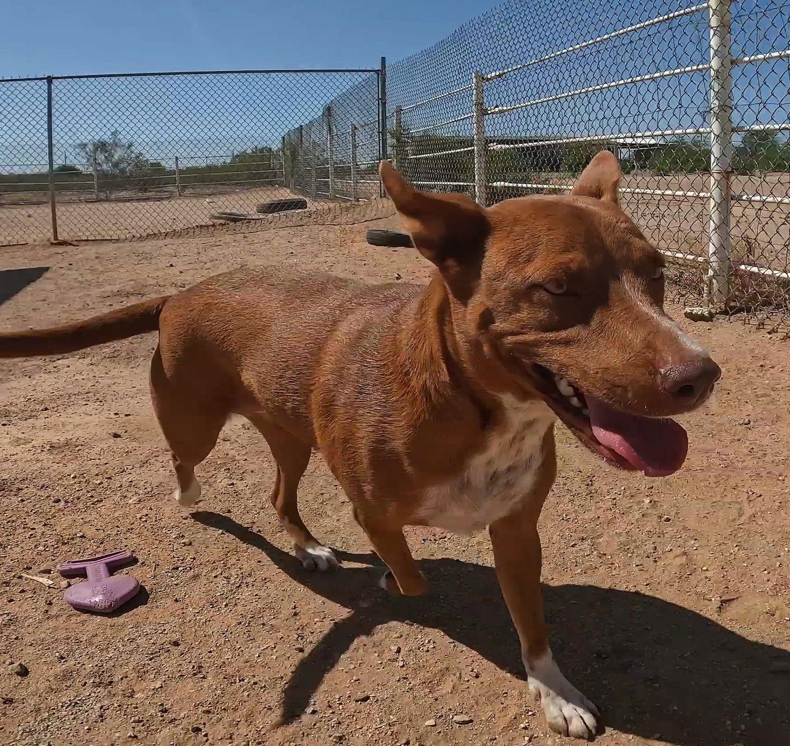 Enlarge Ruby, a Adoptable mixed breed in Queen Creek, AZ image 2/3
