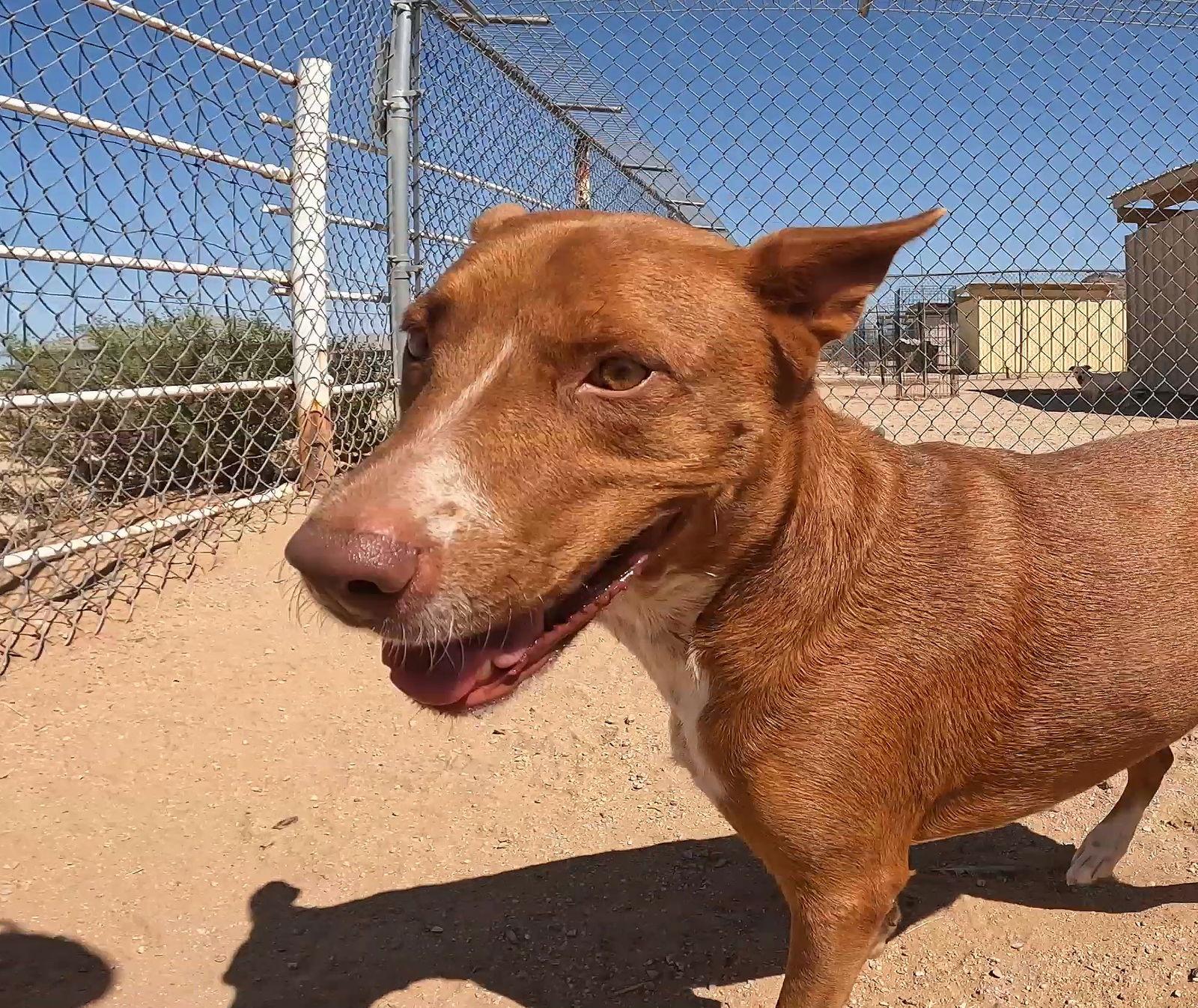 Enlarge Ruby, a Adoptable mixed breed in Queen Creek, AZ image 3/3