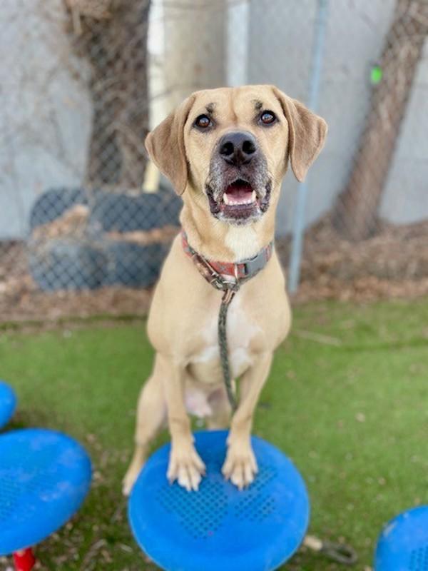 Peanut, Adoptable, Adult Male Labrador Retriever & Black Mouth Cur.