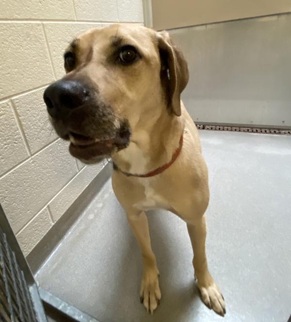 Peanut, Adoptable, Adult Male Labrador Retriever & Black Mouth Cur.