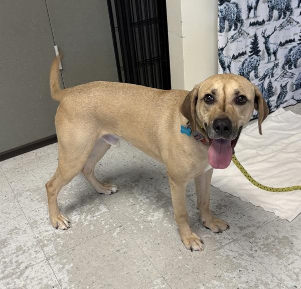 Enlarge Peanut, a Adoptable mixed breed in Salt Lake City, UT image 2/2