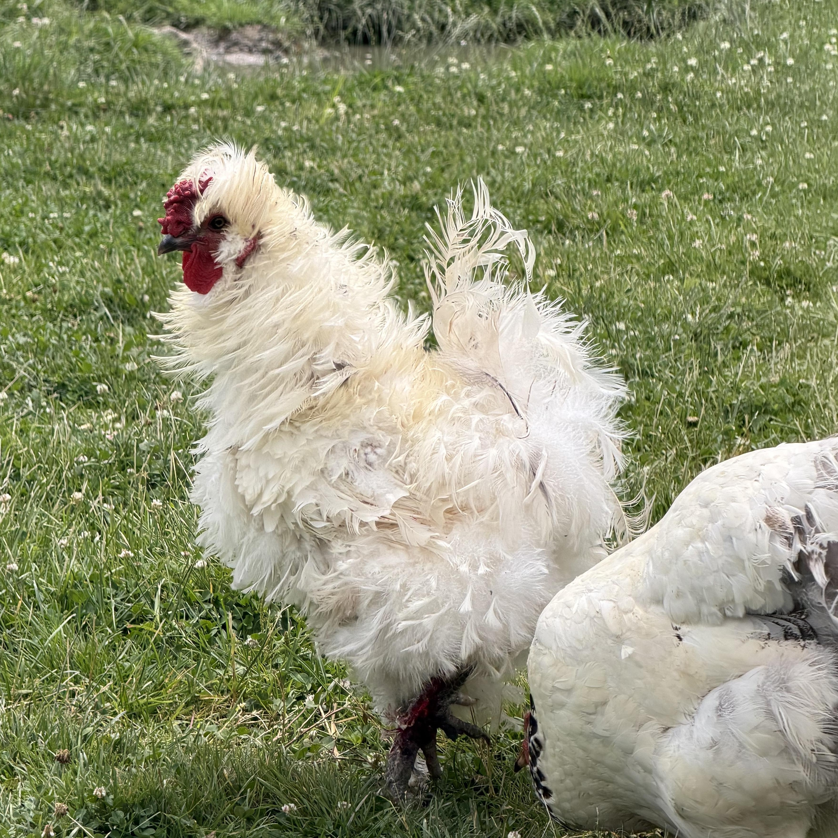 Enlarge Scooter, a ADOPTABLE Chicken in Ravenna, OH image 1/1
