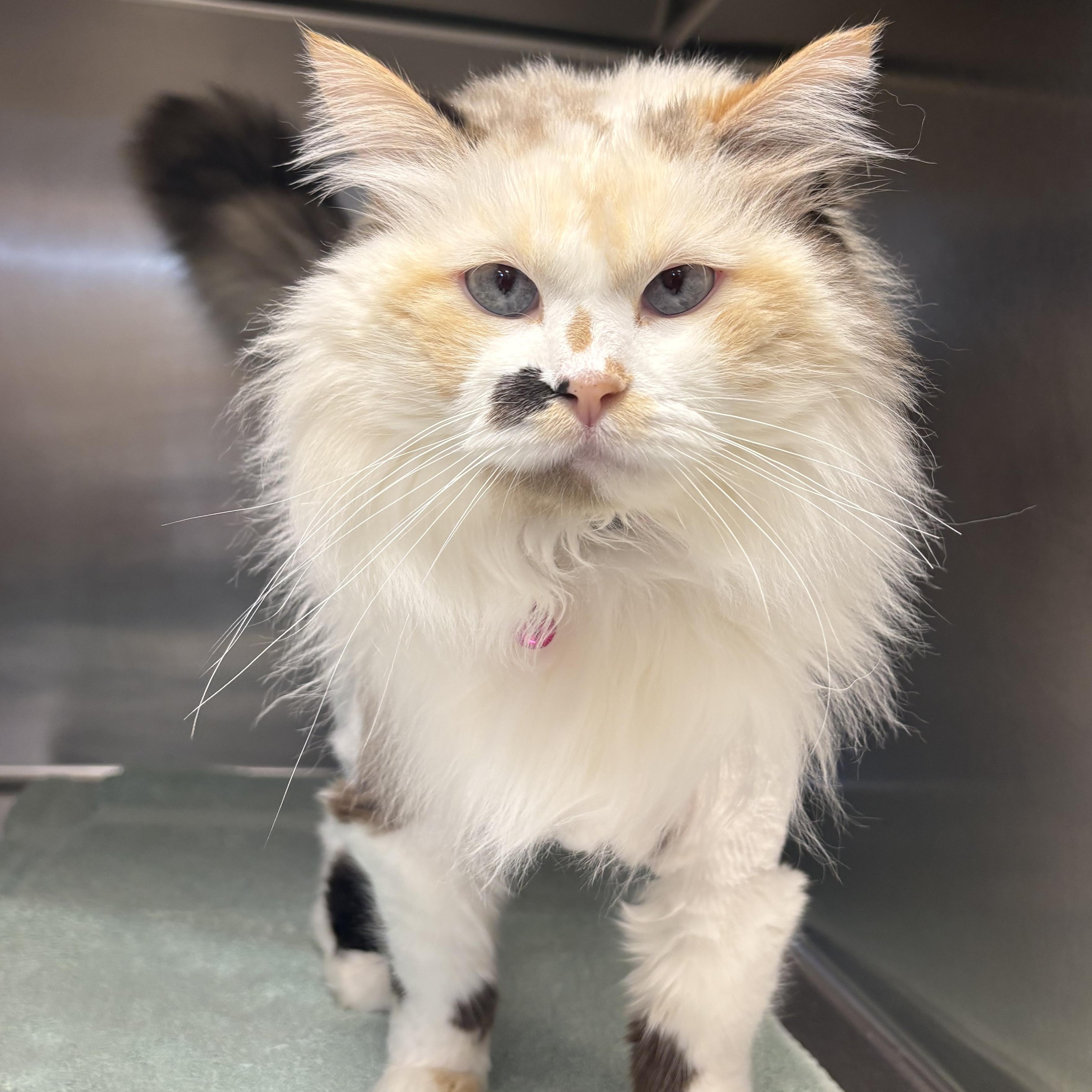 Enlarge Ruca, an adopted Domestic Long Hair in Shasta Lake, CA image 1/4