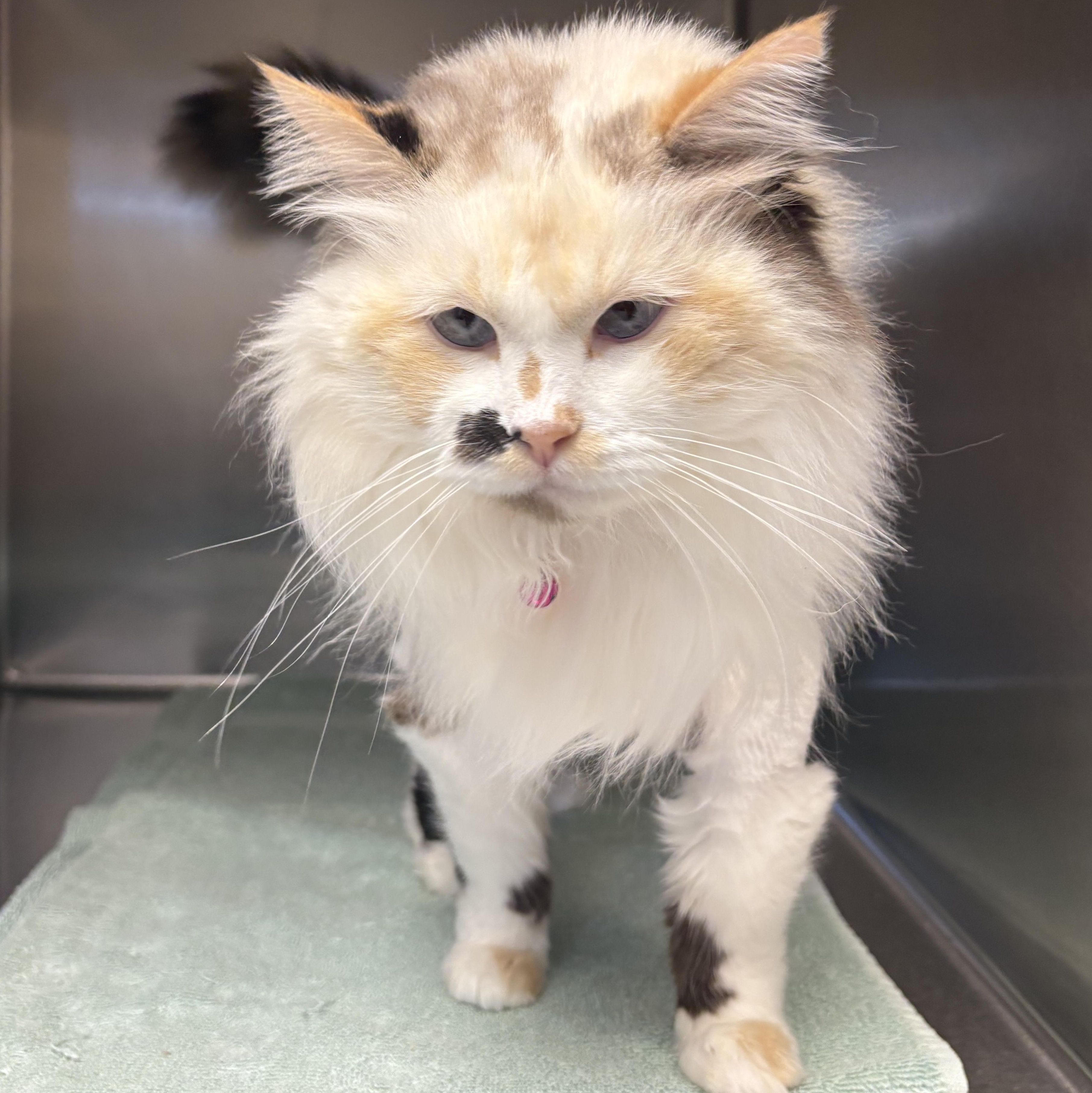 Enlarge Ruca, an adopted Domestic Long Hair in Shasta Lake, CA image 4/4