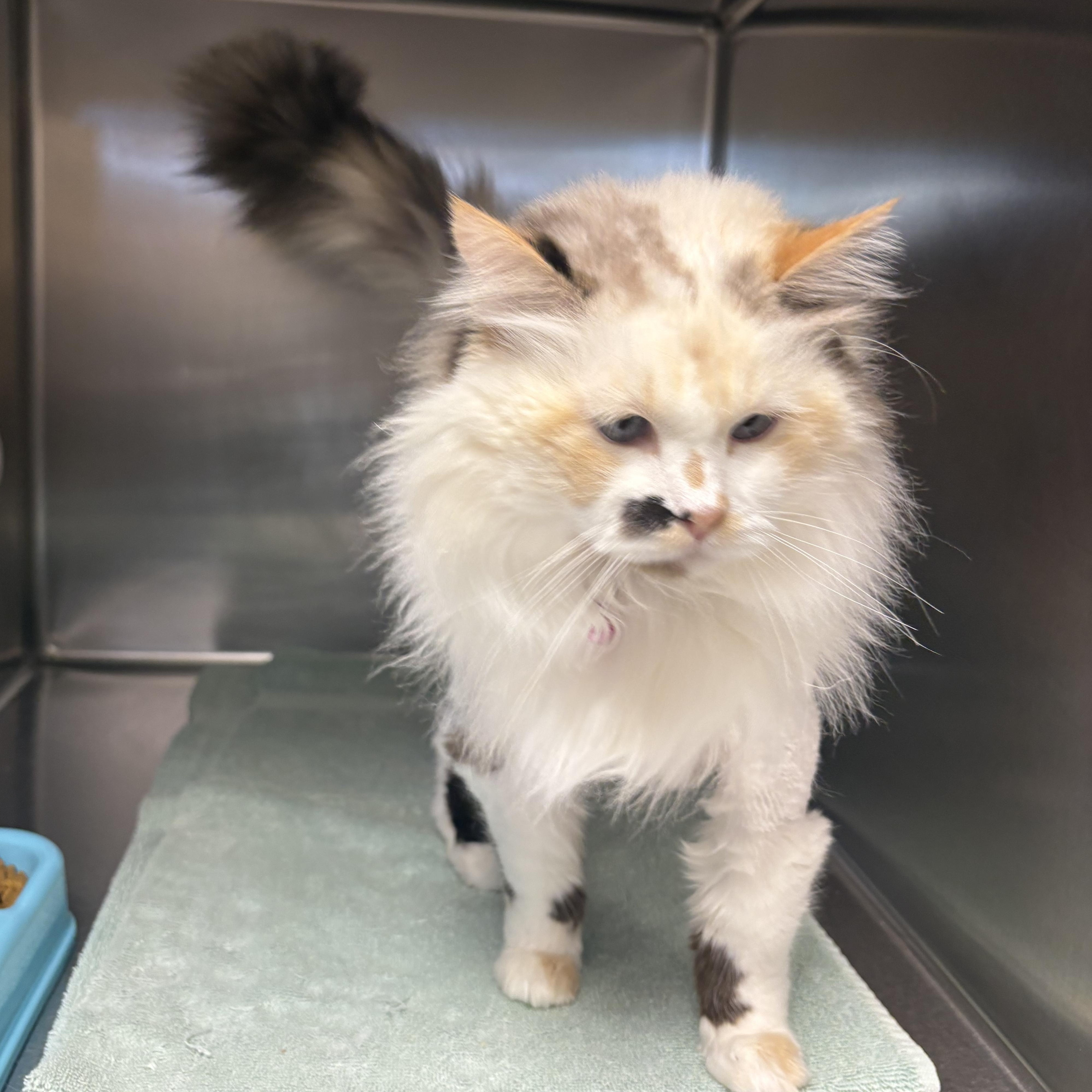Enlarge Ruca, an adopted Domestic Long Hair in Shasta Lake, CA image 3/4