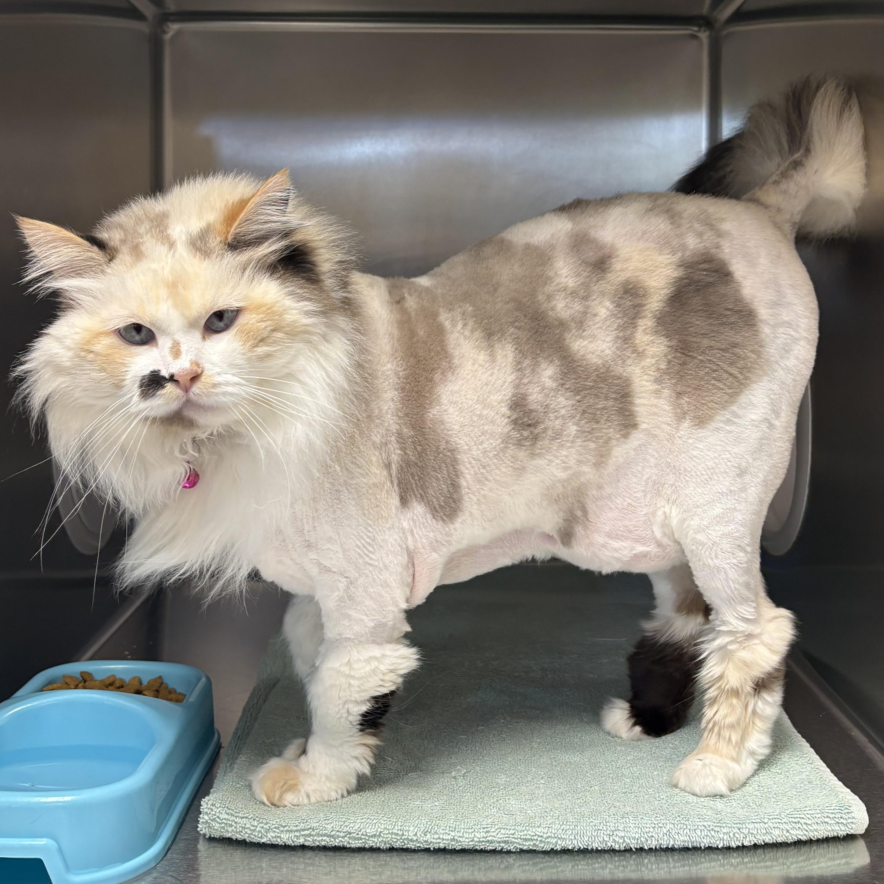 Enlarge Ruca, an adopted Domestic Long Hair in Shasta Lake, CA image 2/4