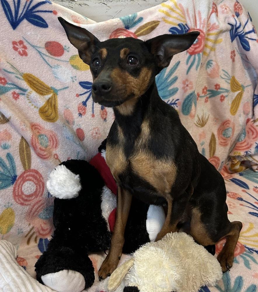 Lyndy, Adoptable, Adult Female Miniature Pinscher.