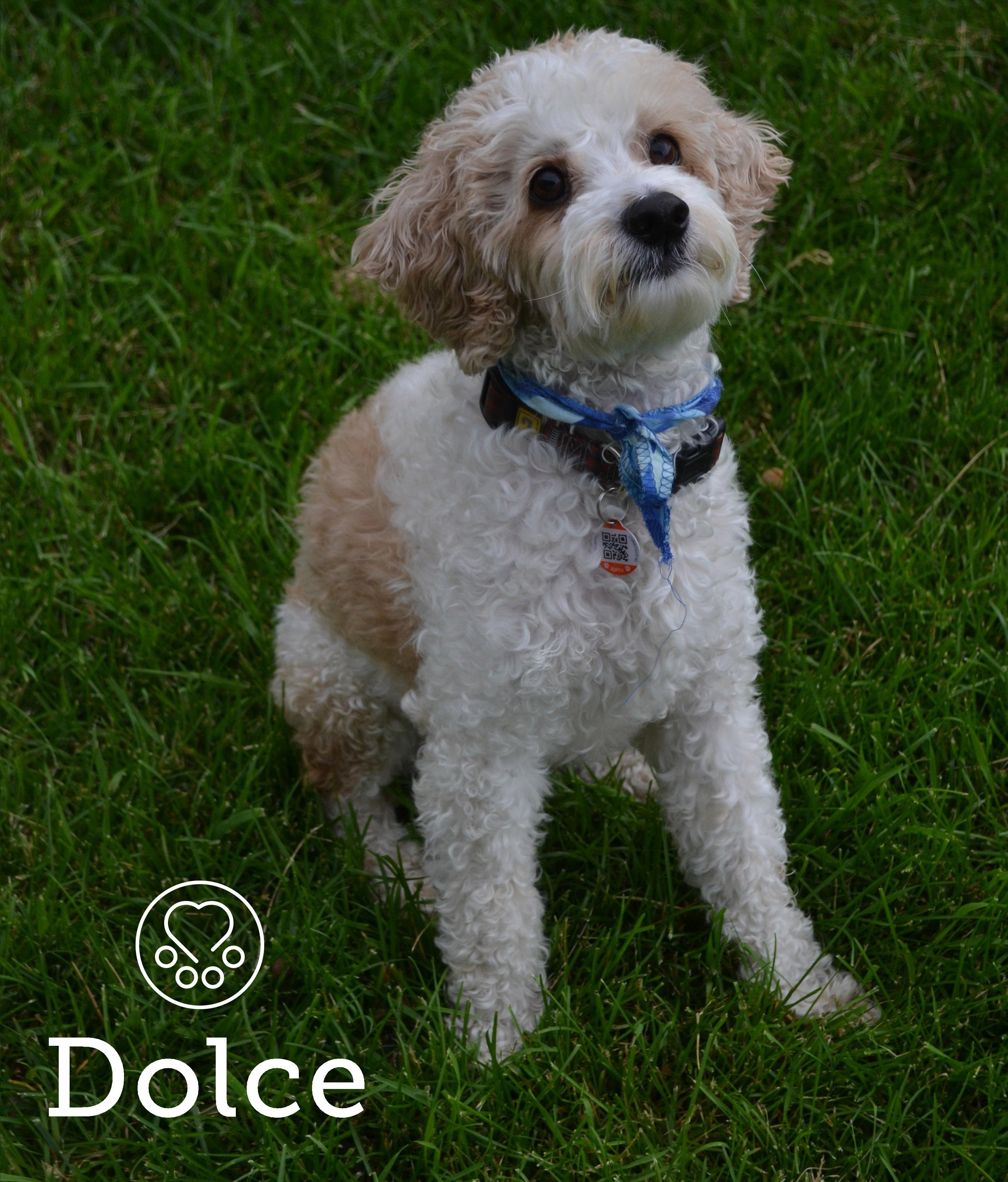Dolce, ADOPTABLE, Senior Male Cockapoo.