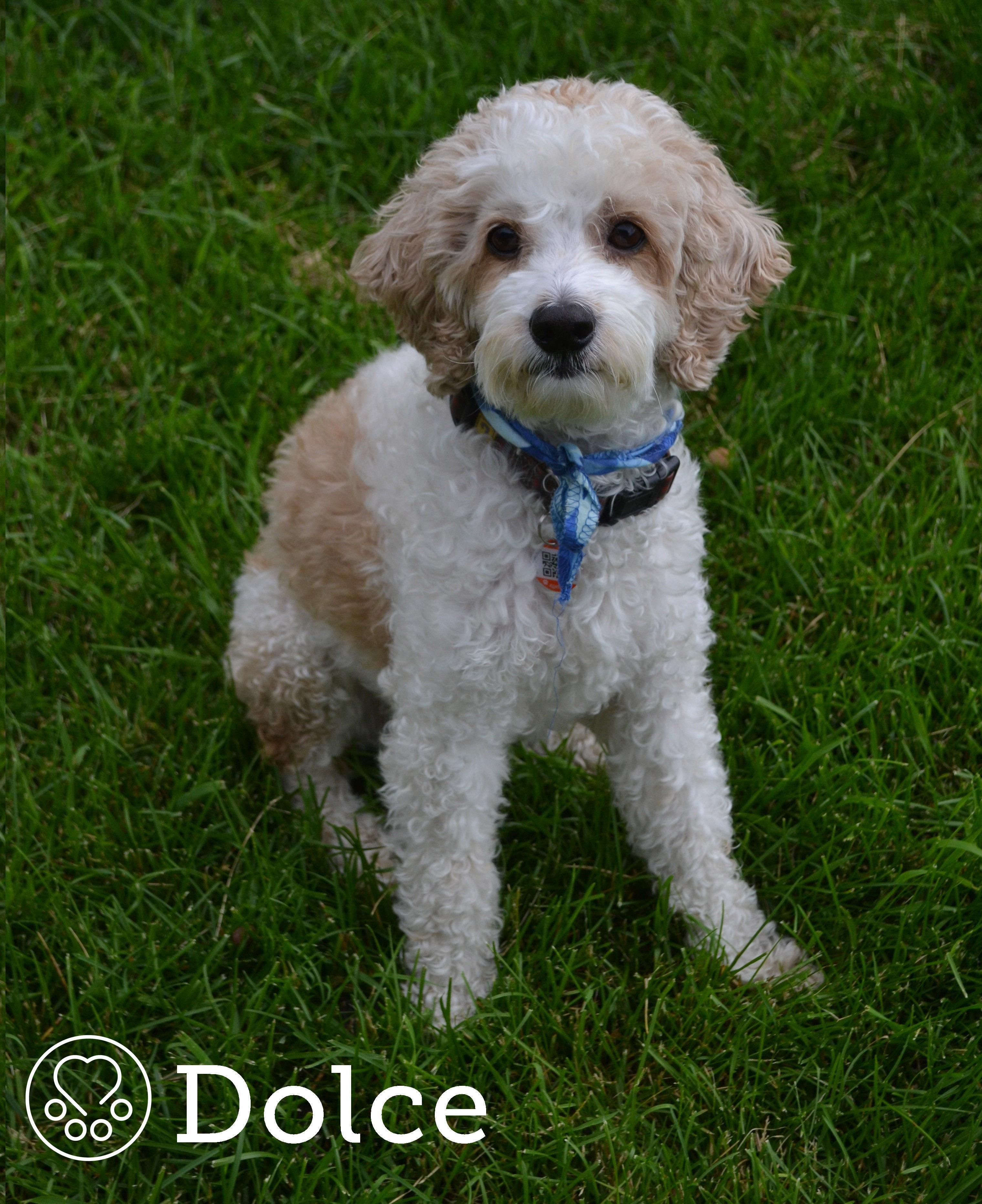 Dolce, a ADOPTABLE Cockapoo in Anjou, QC image 2/2