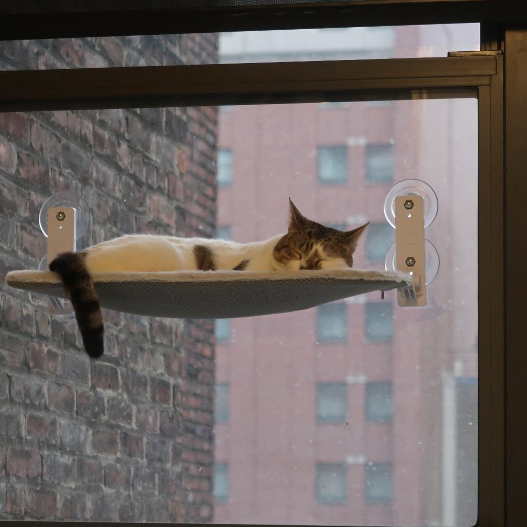 Enlarge Hobbes, a Adoptable Domestic Short Hair in New York, NY image 1/6