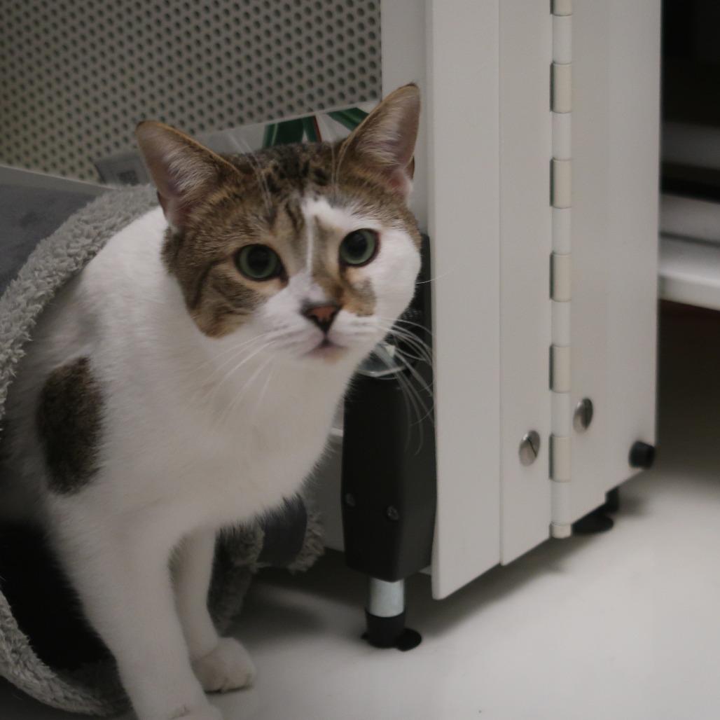 Enlarge Hobbes, a Adoptable Domestic Short Hair in New York, NY image 2/6
