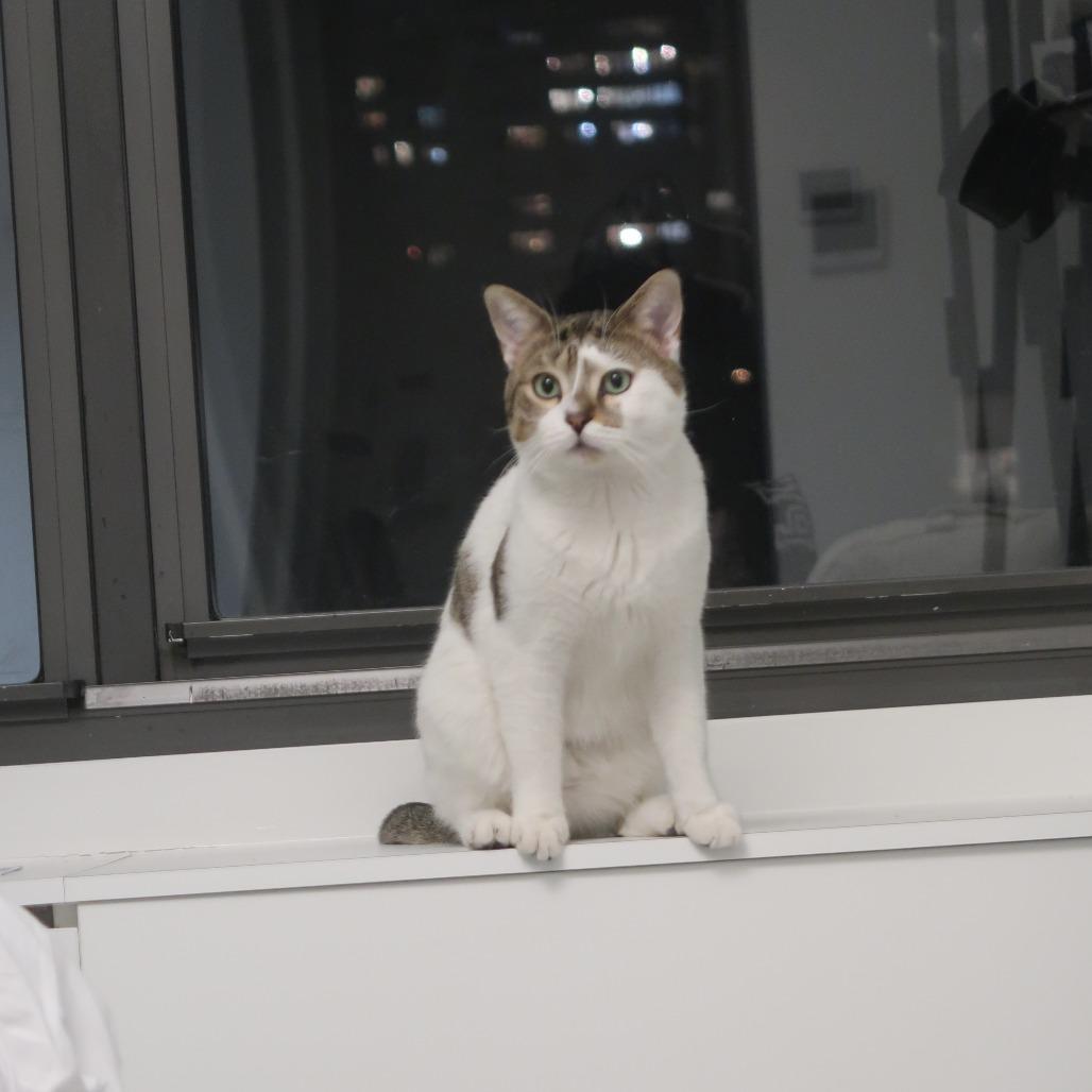 Hobbes, Adoptable, Adult Male Domestic Short Hair.