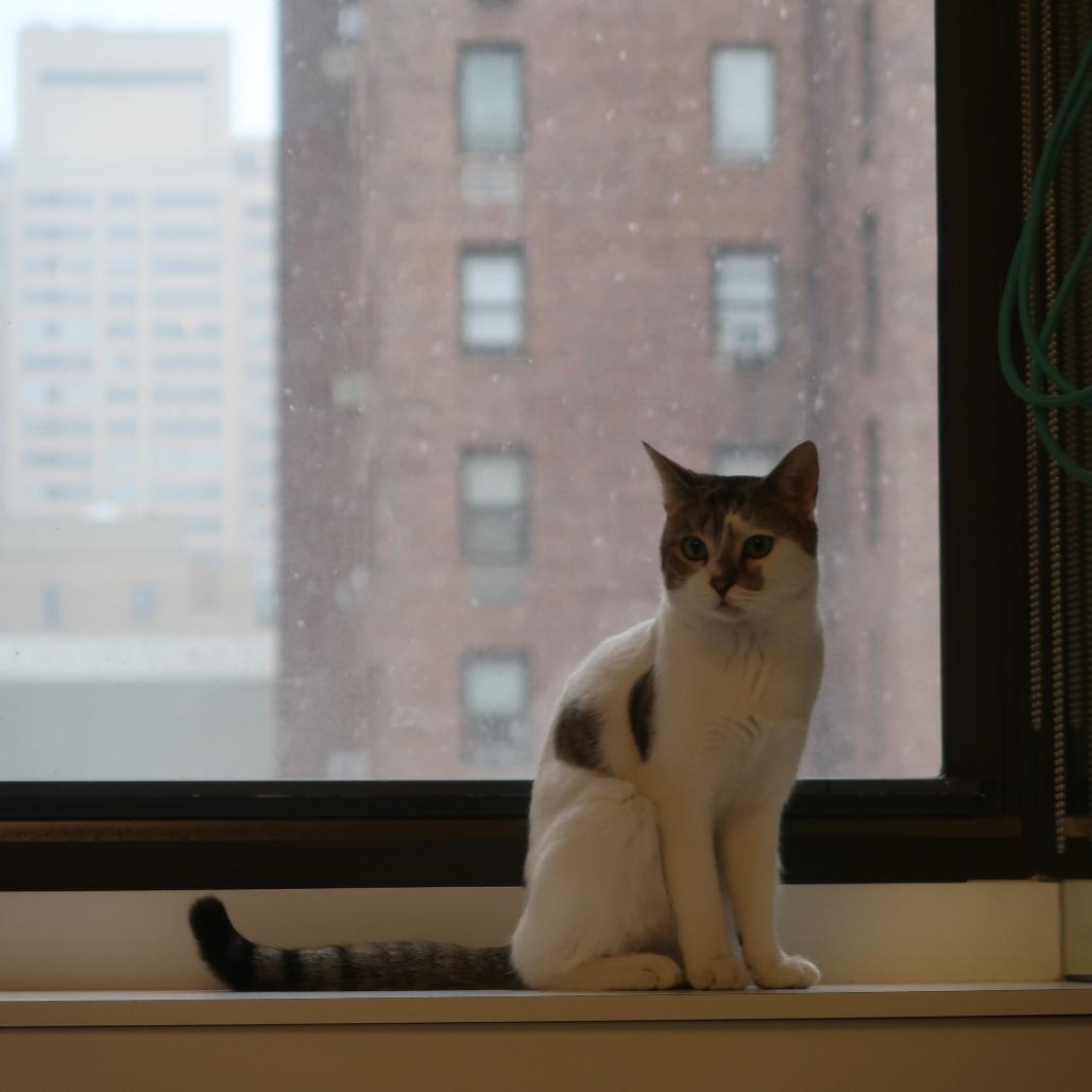 Enlarge Hobbes, a Adoptable Domestic Short Hair in New York, NY image 4/6