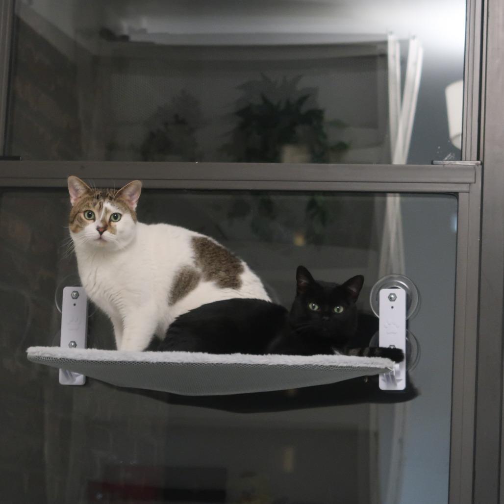 Enlarge Hobbes, a Adoptable Domestic Short Hair in New York, NY image 2/6