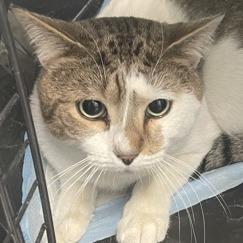 Enlarge Hobbes, a Adoptable Domestic Short Hair in New York, NY image 3/6