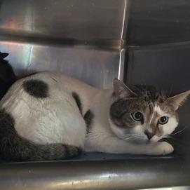 Enlarge Hobbes, a Adoptable Domestic Short Hair in New York, NY image 4/6