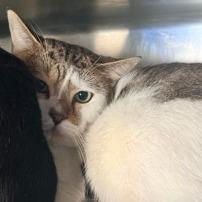 Enlarge Hobbes, a Adoptable Domestic Short Hair in New York, NY image 5/6