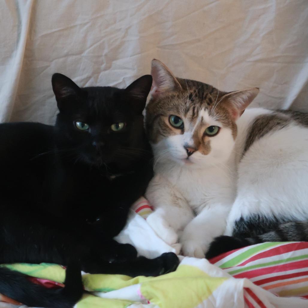 Enlarge Hobbes, a Adoptable Domestic Short Hair in New York, NY image 6/6