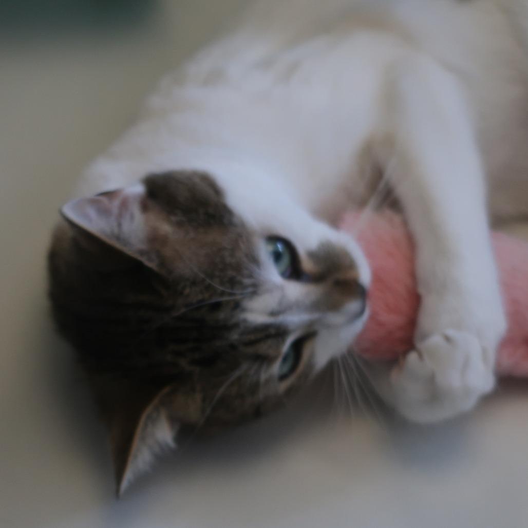 Enlarge Hobbes, a Adoptable Domestic Short Hair in New York, NY image 6/6