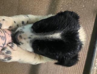 Oreo, Adoptable, Puppy Female Mixed Breed.