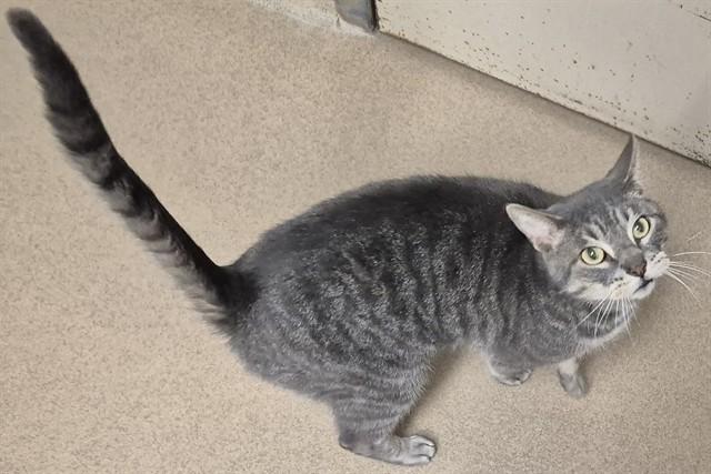 BENTON, Adoptable, Adult Male Domestic Short Hair.