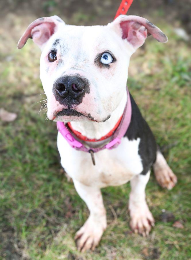 Diamond, Adoptable, Young Female Pit Bull Terrier.