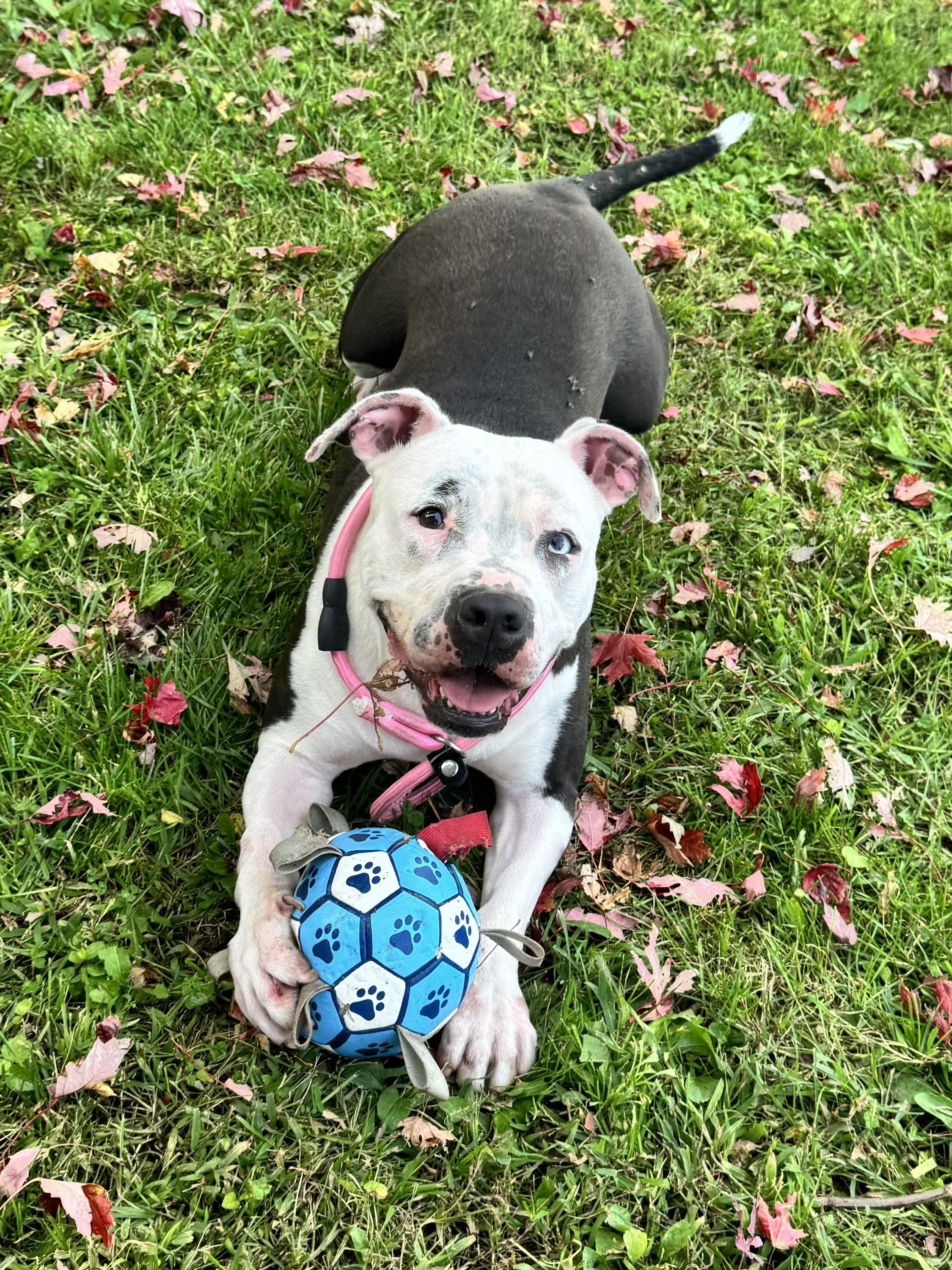 Enlarge Diamond, a Adoptable mixed breed in Perth Amboy, NJ image 1/6