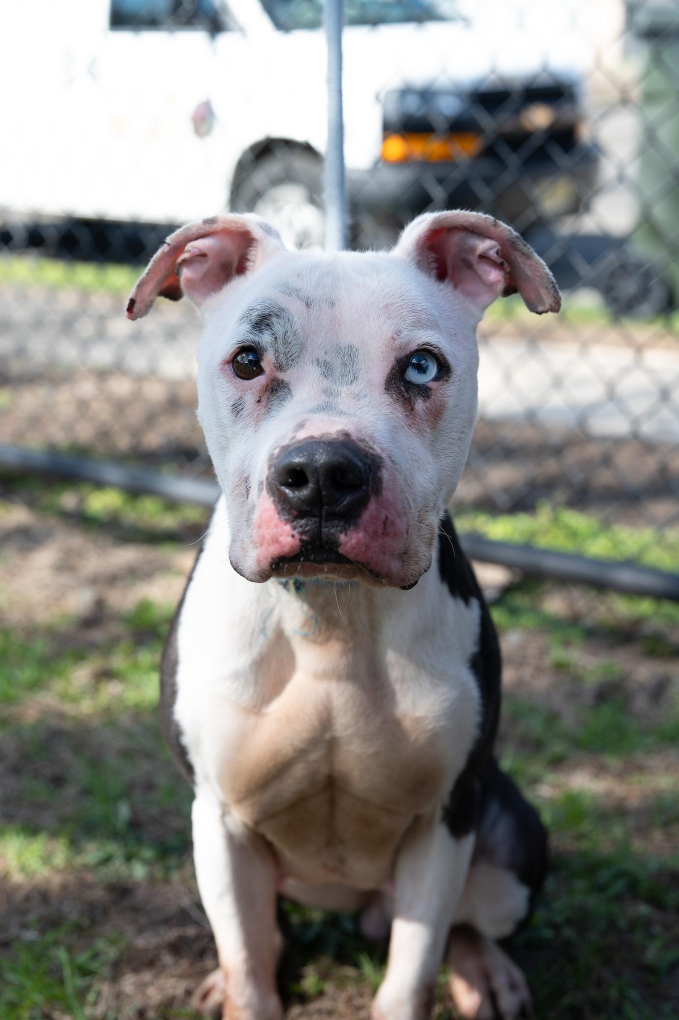 Diamond, Adoptable, Young Female Pit Bull Terrier.