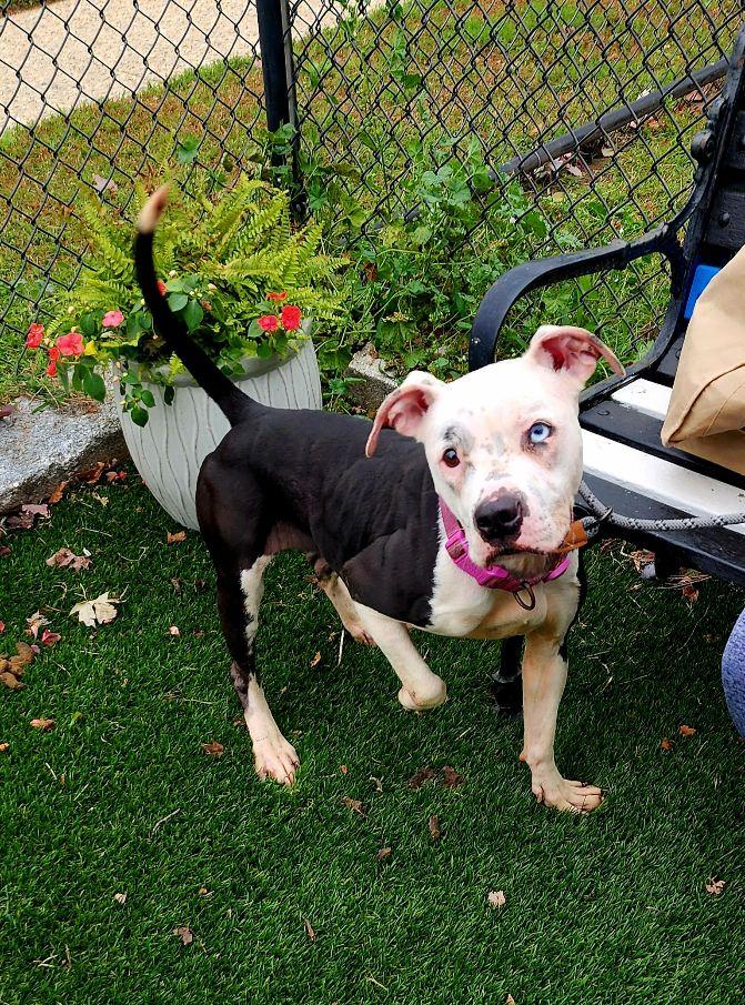 Diamond, a Adoptable mixed breed in Perth Amboy, NJ image 3/5