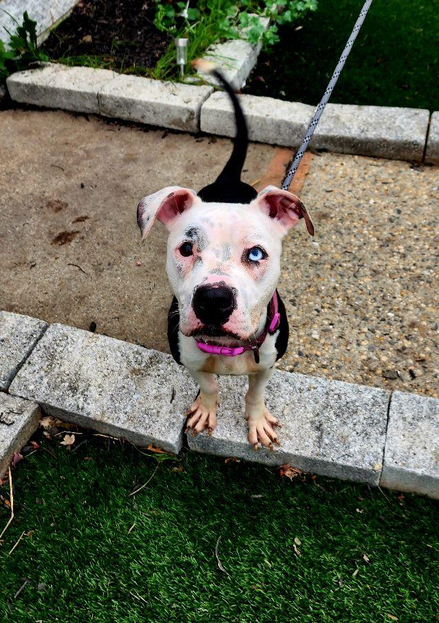 Diamond, a Adoptable mixed breed in Perth Amboy, NJ image 4/5