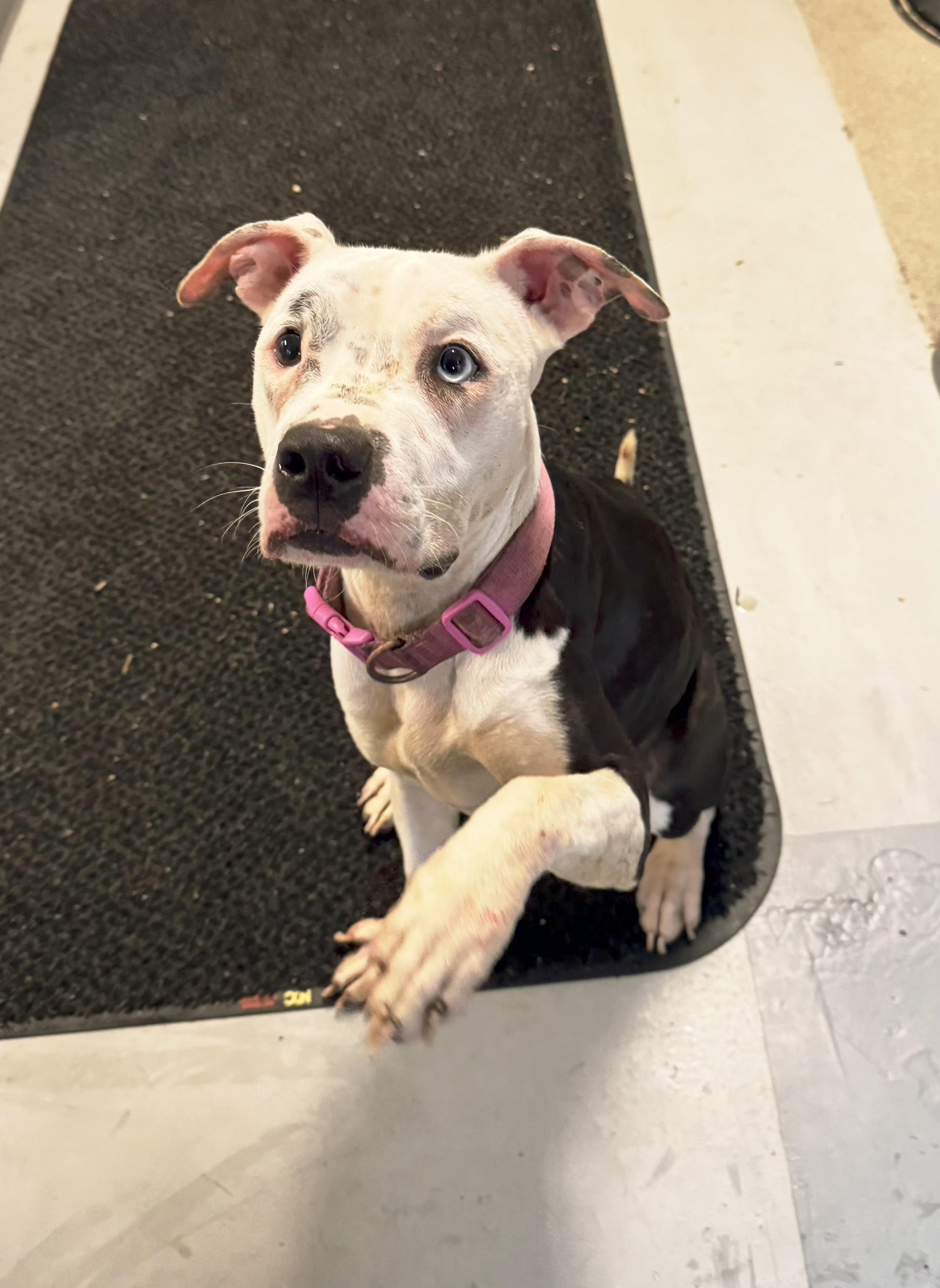 Diamond, a Adoptable mixed breed in Perth Amboy, NJ image 5/5